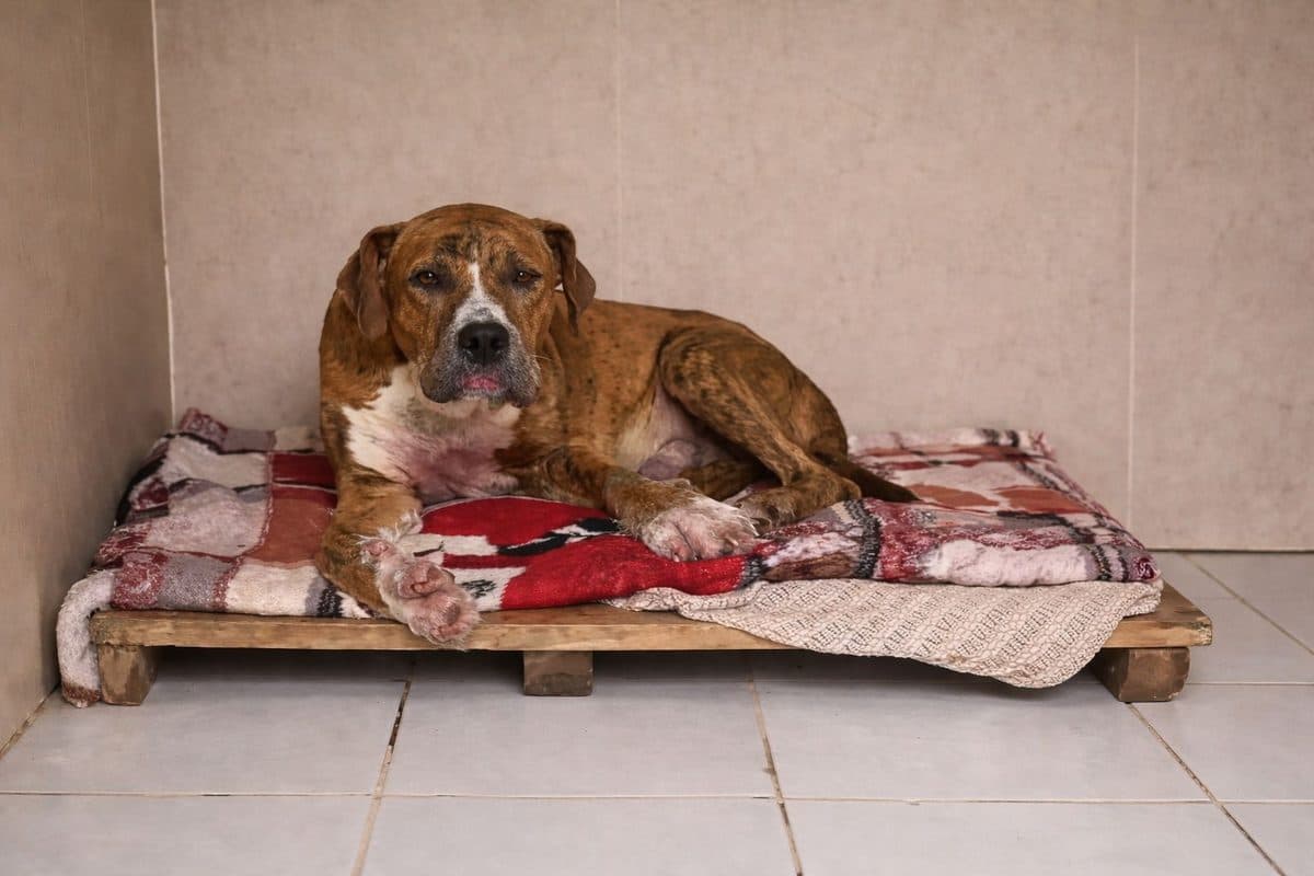 Ajude o canil União Solidária a manter 120 cães resgatados